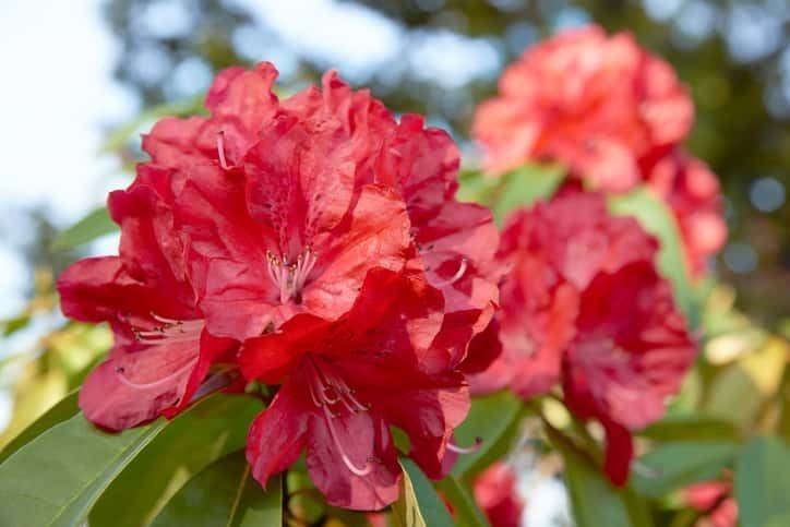 シャクナゲの花言葉や誕生花 特徴 由来 英名など一挙紹介