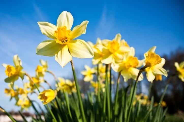 スイセンの花言葉や誕生花 特徴 由来 英名など一挙紹介