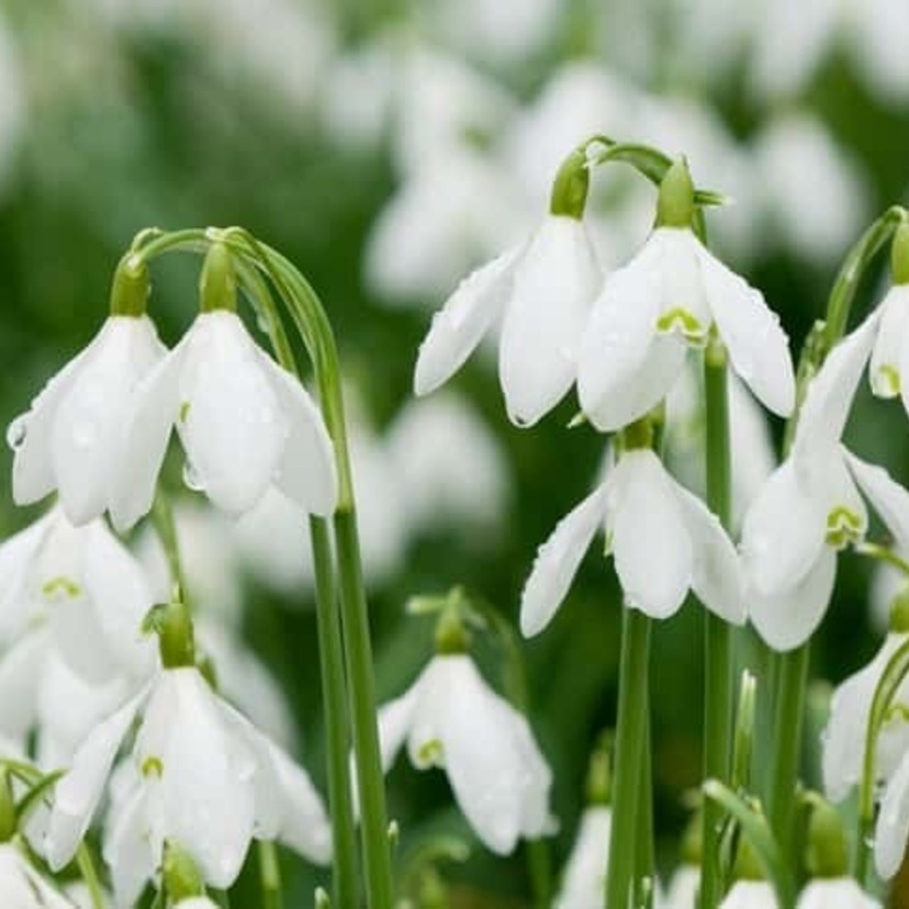 スノードロップの花言葉や誕生花・特徴・由来・英名など一挙紹介！