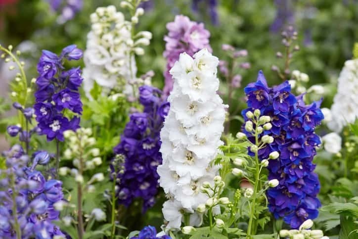 デルフィニウムの花言葉や誕生花 特徴 由来 英名など一挙紹介