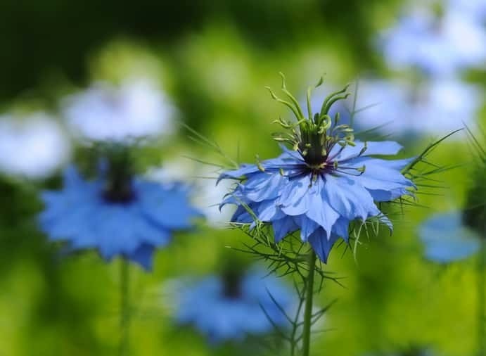 ニゲラの花言葉や誕生花 特徴 由来 英名など一挙紹介