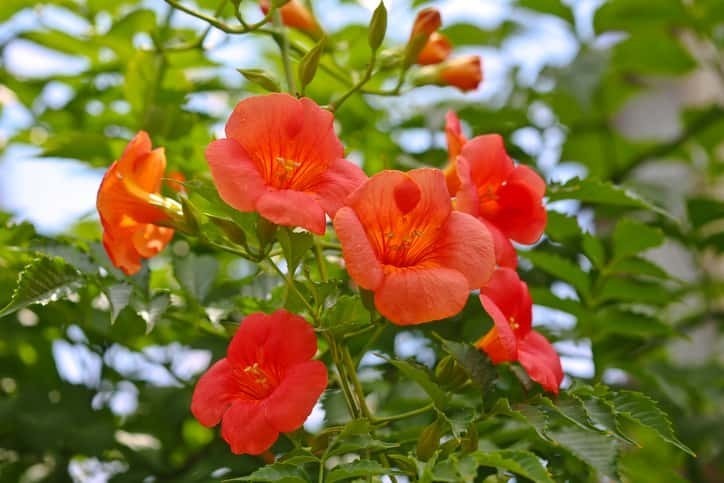 ノウゼンカズラの花言葉や誕生花 特徴 由来 英名など一挙紹介