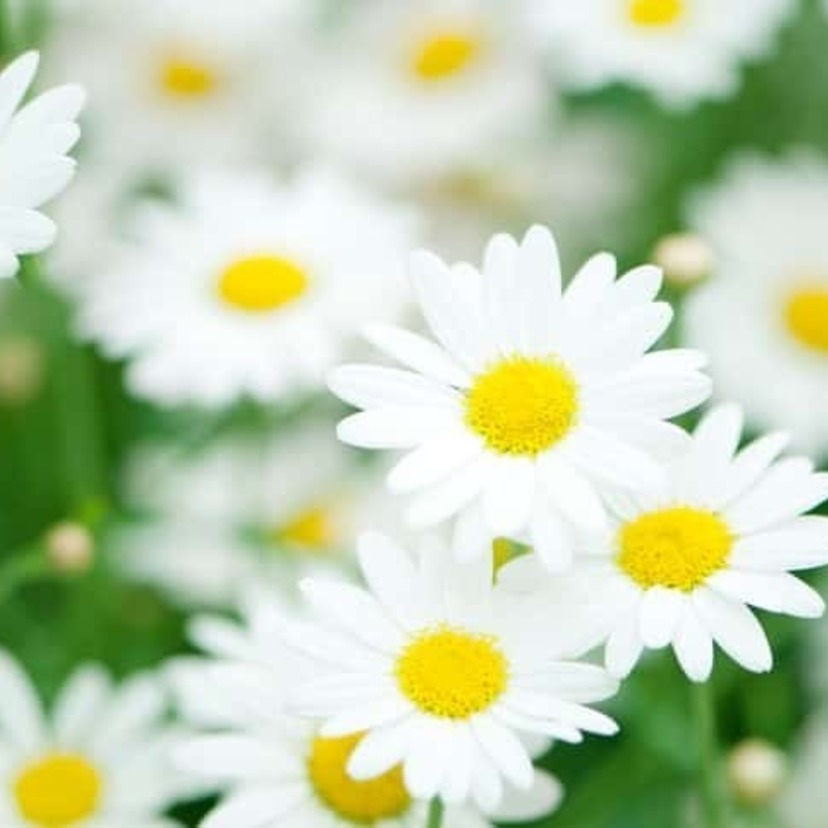 9ギリシャ 語 で 真珠 という 意味 の 花 は22 Ohara Ski