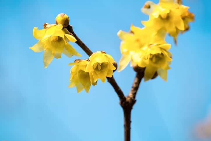 ロウバイの花言葉や誕生花 特徴 由来 英名など一挙紹介