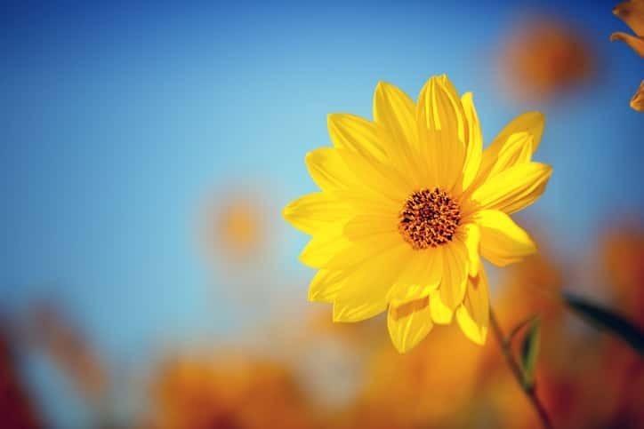 ブルーデージーの花言葉や誕生花 特徴 由来 英名など一挙紹介