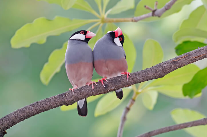 文鳥グッズ17選♡自分用にもプレゼントにもおすすめな癒しの文鳥グッズ