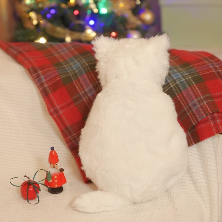 ミャウエバー スノウホワイト 癒やされる白いモコモコ、その名はミャウエバー CocoMeow／ココミャウ