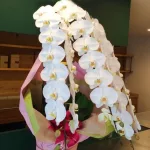 1. 開業・開店祝いの定番!「胡蝶蘭」