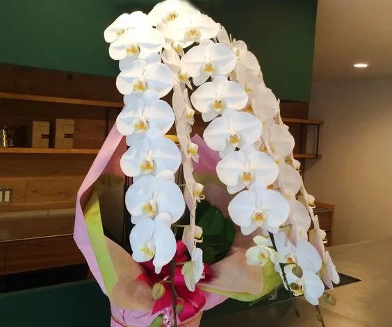 1. 開業・開店祝いの定番!「胡蝶蘭」
