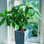 4. 空気を浄化し運気が上がる!「観葉植物」