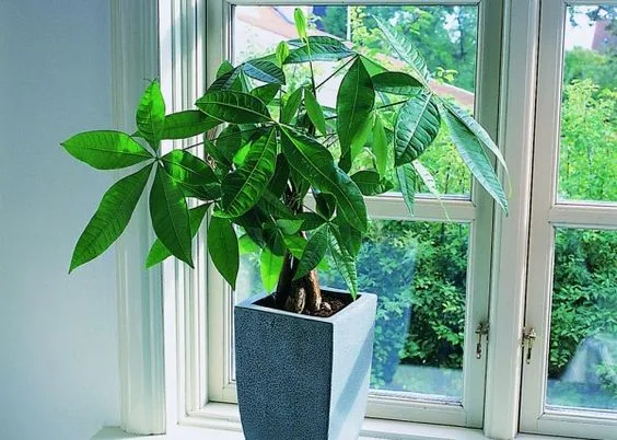4. 空気を浄化し運気が上がる!「観葉植物」