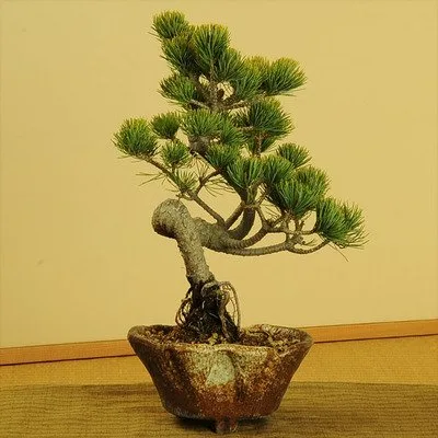初心者におすすめの「五葉松」