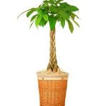 MEMOCOおすすめ!花のギフト社「パキラ」