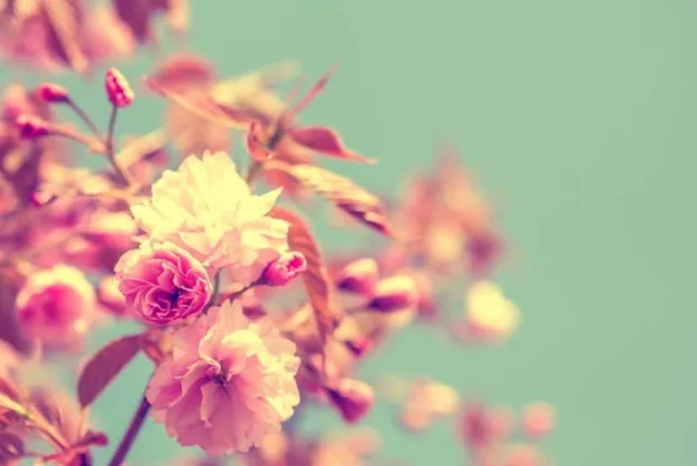 相手の誕生日は何月？花言葉と一緒に誕生日に合わせた花を贈ろう