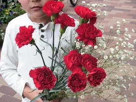 2.　ボリューミーで大満足「赤のカーネーションの花束」