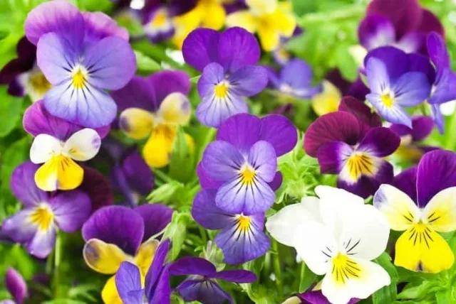 スミレの花言葉を紹介！まっすぐな気持ちを伝えるのに最適