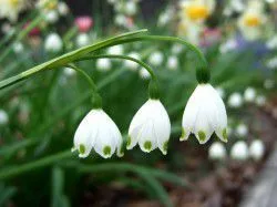 スノーフレークを紹介♪純白な花が持つ花言葉とは…