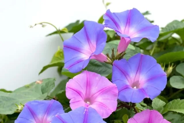 アサガオの花言葉や誕生花・特徴・由来・英名など一挙紹介!