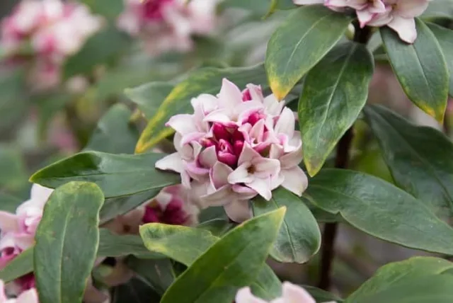 ジンチョウゲの花言葉や誕生花・特徴・由来・英名など一挙紹介！