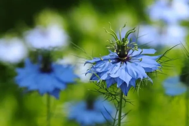 ニゲラの花言葉や誕生花・特徴・由来・英名など一挙紹介！