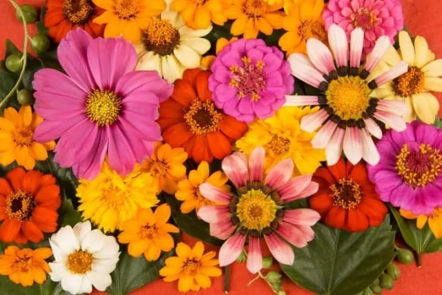 ジニアの花言葉や誕生花・特徴・由来・英名など一挙紹介!