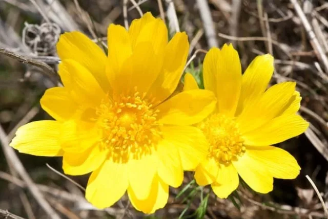 フクジュソウの花言葉や誕生花・特徴・由来・英名など一挙紹介！