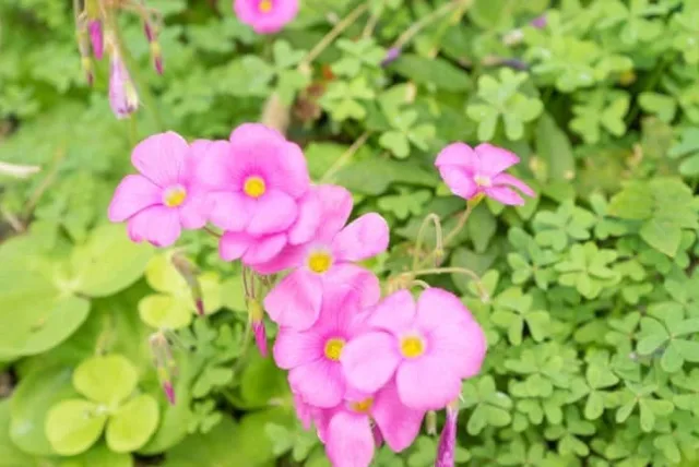 オキザリスの花言葉や誕生花・特徴・由来・英名など一挙紹介!