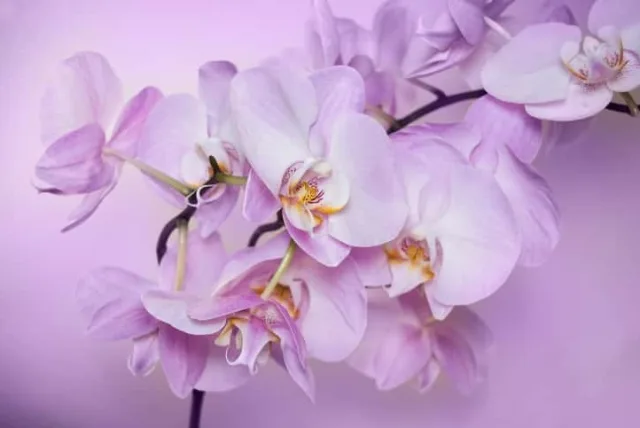 シランの花言葉や誕生花・特徴・由来・英名など一挙紹介！
