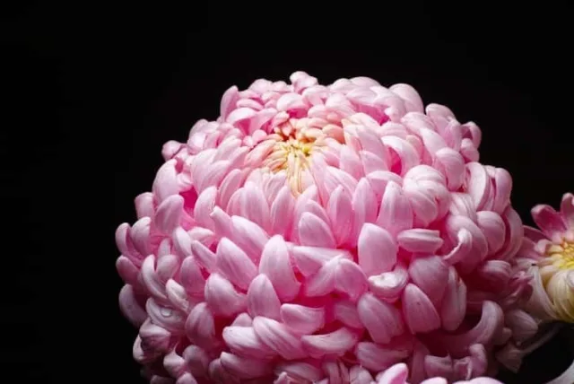 キクの花言葉や誕生花・特徴・由来・英名など一挙紹介!
