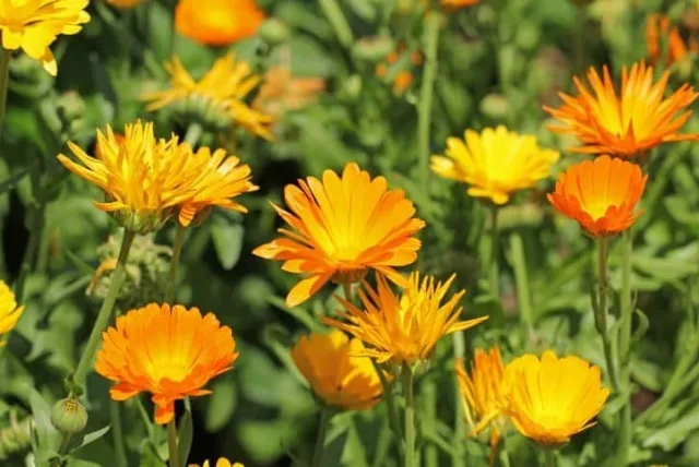 キンセンカの花言葉や誕生花・特徴・由来・英名など一挙紹介!