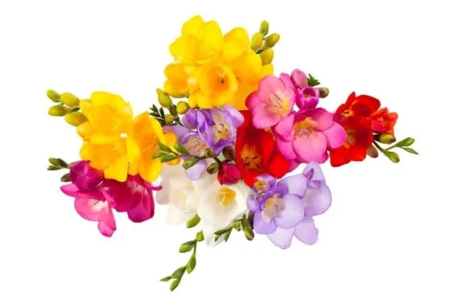 フリージアの花言葉や誕生花・特徴・由来・英名など一挙紹介！