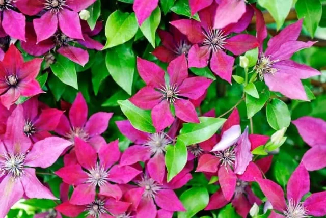 クレマチスの花言葉や誕生花・特徴・由来・英名など一挙紹介!