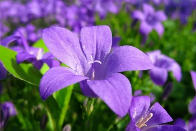 キキョウの花言葉や誕生花・特徴・由来・英名など一挙紹介!