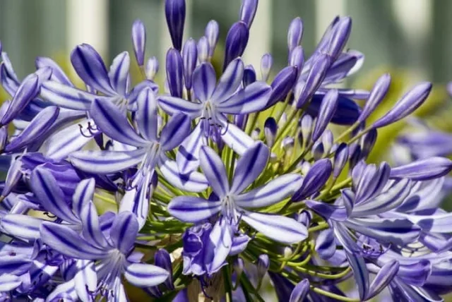 アガパンサスの花言葉や誕生花・特徴・由来・英名など一挙紹介！