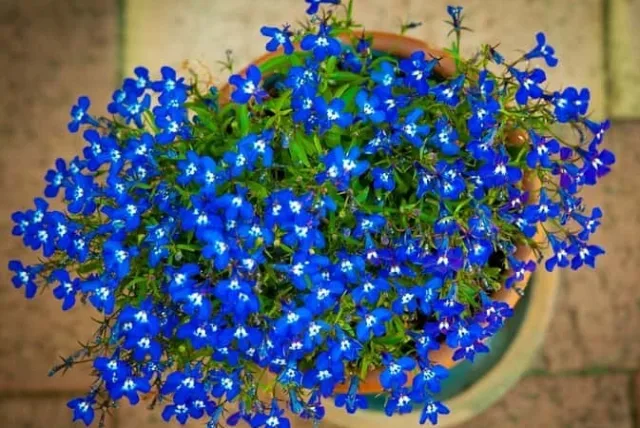 ロベリアの花言葉や誕生花・特徴・由来・英名など一挙紹介!