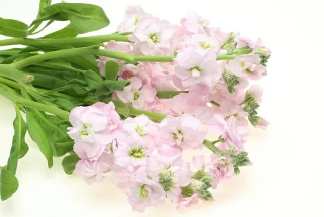 ストックの花言葉や誕生花・特徴・由来・英名など一挙紹介!
