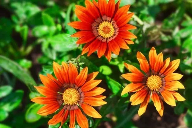 ガザニアの花言葉や誕生花・特徴・由来・英名など一挙紹介!