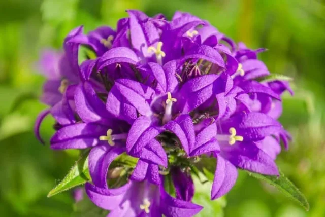 カンパニュラの花言葉や誕生花・特徴・由来・英名など一挙紹介！