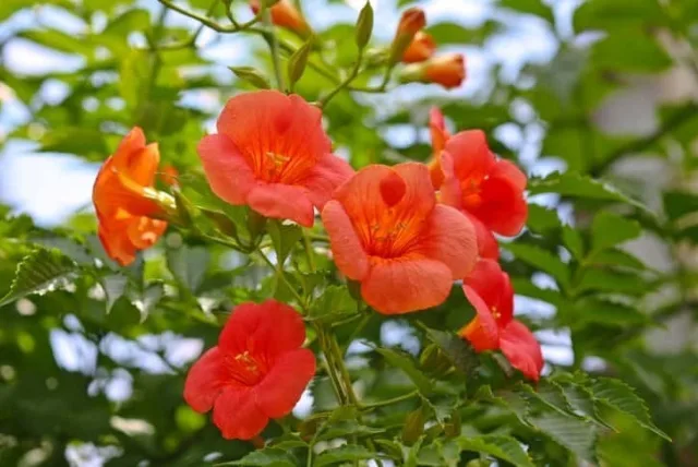 ノウゼンカズラの花言葉や誕生花・特徴・由来・英名など一挙紹介！