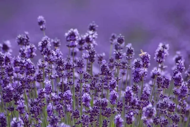 ラベンダーの花言葉や誕生花・特徴・由来・英名など一挙紹介！