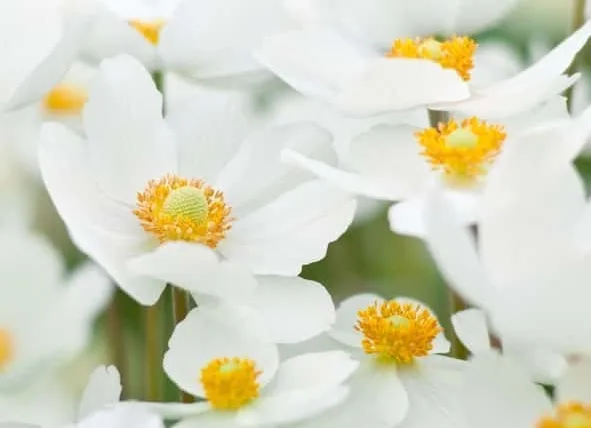 アネモネの花言葉や誕生花・特徴・由来・英名など一挙紹介!