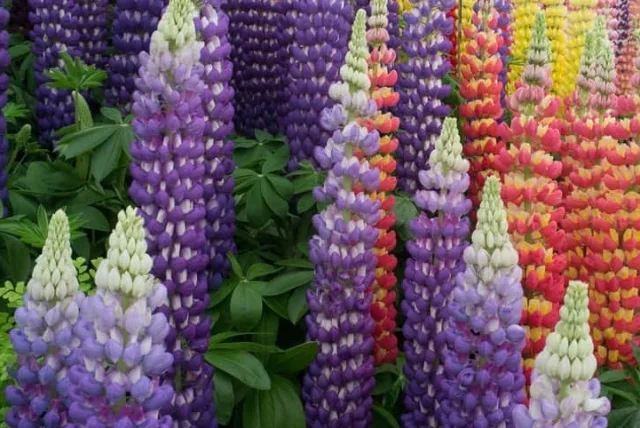 ルピナスの花言葉や誕生花・特徴・由来・英名など一挙紹介!