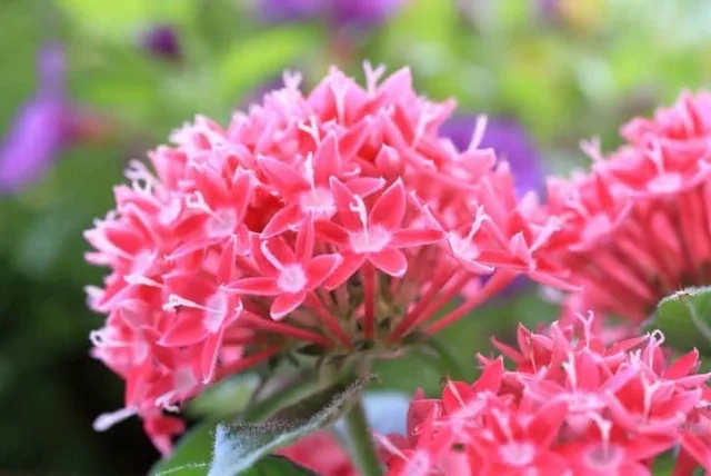 ペンタスの花言葉や誕生花・特徴・由来・英名など一挙紹介！