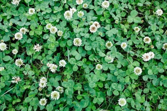 クローバーの花言葉や誕生花・特徴・由来・英名など一挙紹介！