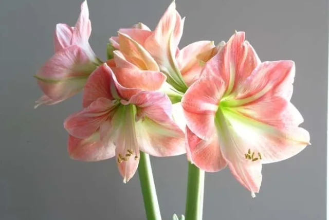 アマリリスの花言葉や誕生花・特徴・由来・英名など一挙紹介!