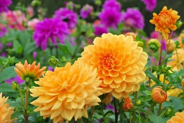ダリアの花言葉や誕生花・特徴・由来・英名など一挙紹介!
