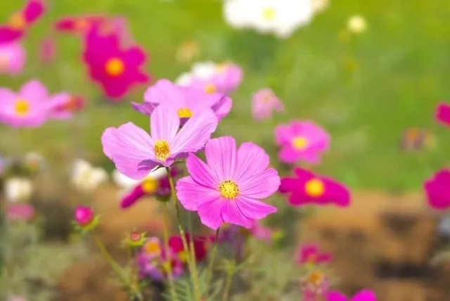 コスモスの花言葉や誕生花・特徴・由来・英名など一挙紹介!