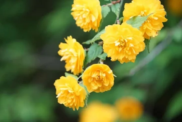 ヤマブキの花言葉や誕生花・特徴・由来・英名など一挙紹介!