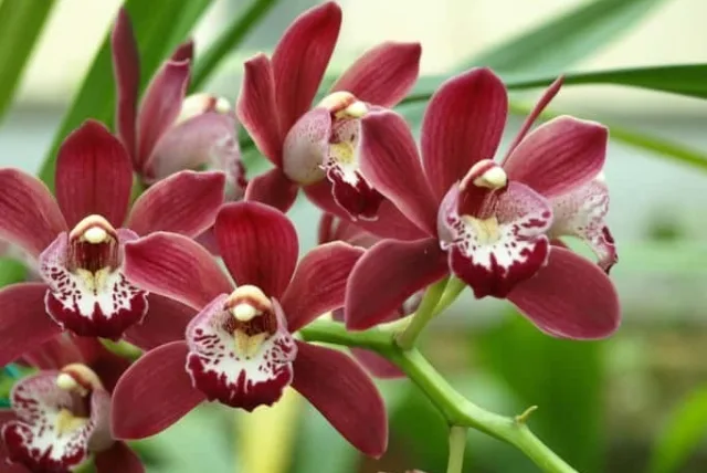 シンビジウムの花言葉や誕生花・特徴・由来・英名など一挙紹介!