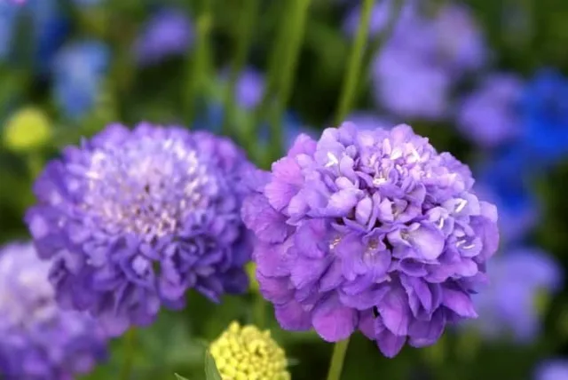 スカビオサの花言葉や誕生花・特徴・由来・英名など一挙紹介！